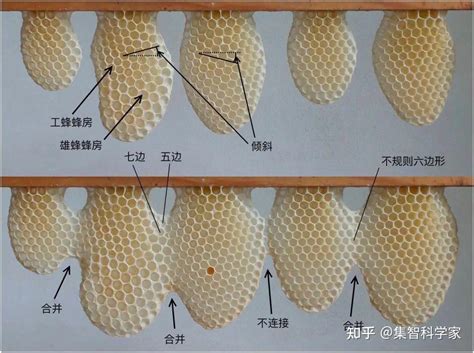 家裡有蜜蜂築巢|驚！家中蜂巢如何處理？